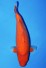 RED TIGER +44CM
