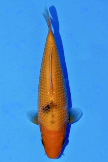 RED TIGER J. TOSAI Koi kaufen im Koishop