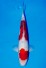 SANKE +42CM