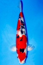 SANKE  +43cm