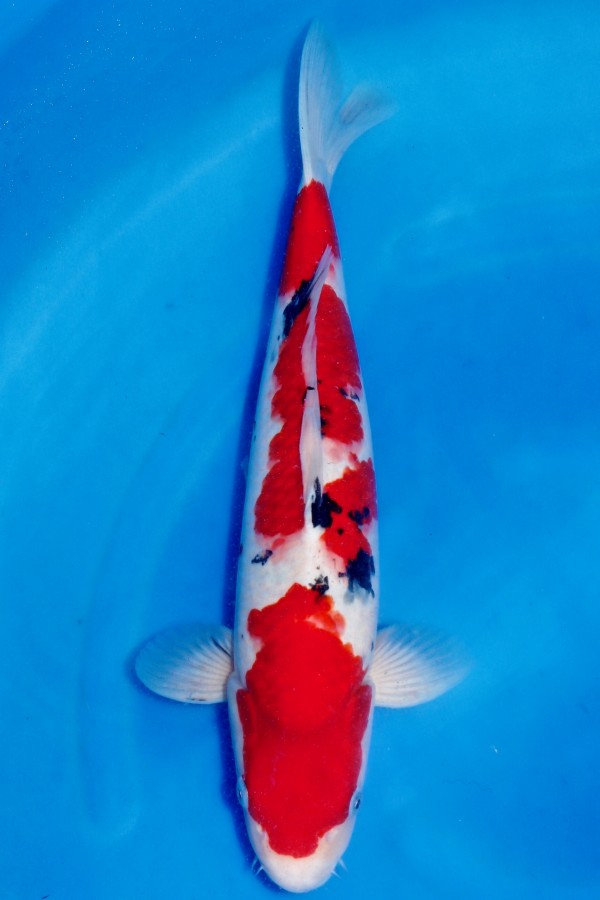 Koi-Auktion: Koi SANKE +43CM TOP