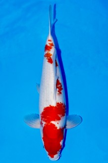 SANKE +50 CM Koi kaufen im Koishop
