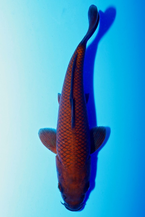Koi-Auktion: Koi SCHOKO CHAGOI