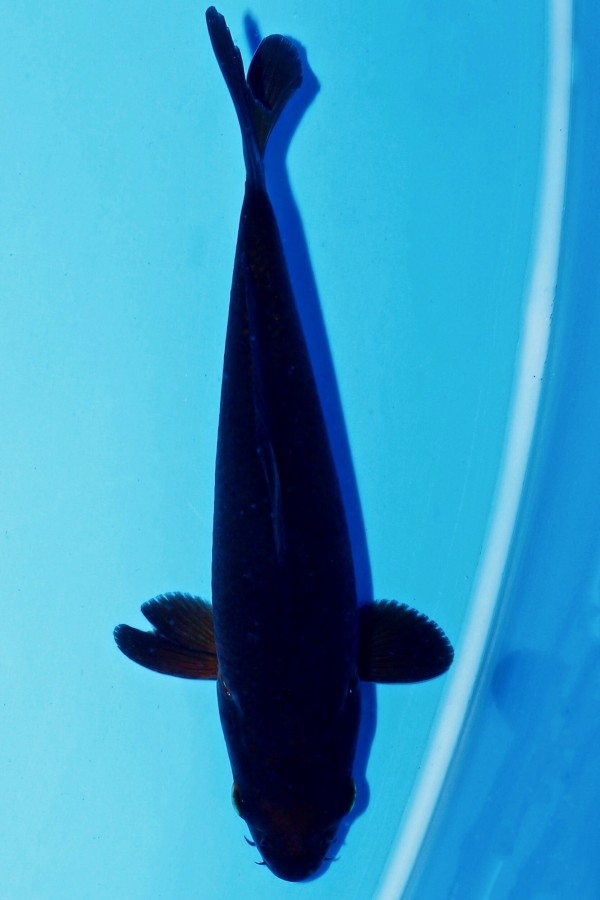 Koi-Auktion: Koi SCHOKO CHAGOI