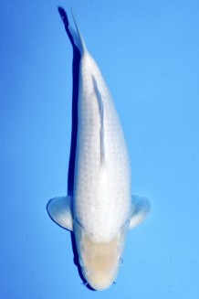SHIRO MUJI WEIBLICH +40CM Koi kaufen im Koishop