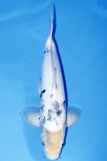 BEKKO +43CM Koi kaufen im Koishop