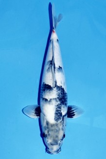 SHIRO-UTSURI +43CM Koi kaufen im Koishop
