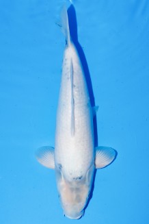 SHIRO-UTSURI +46CM Koi kaufen im Koishop