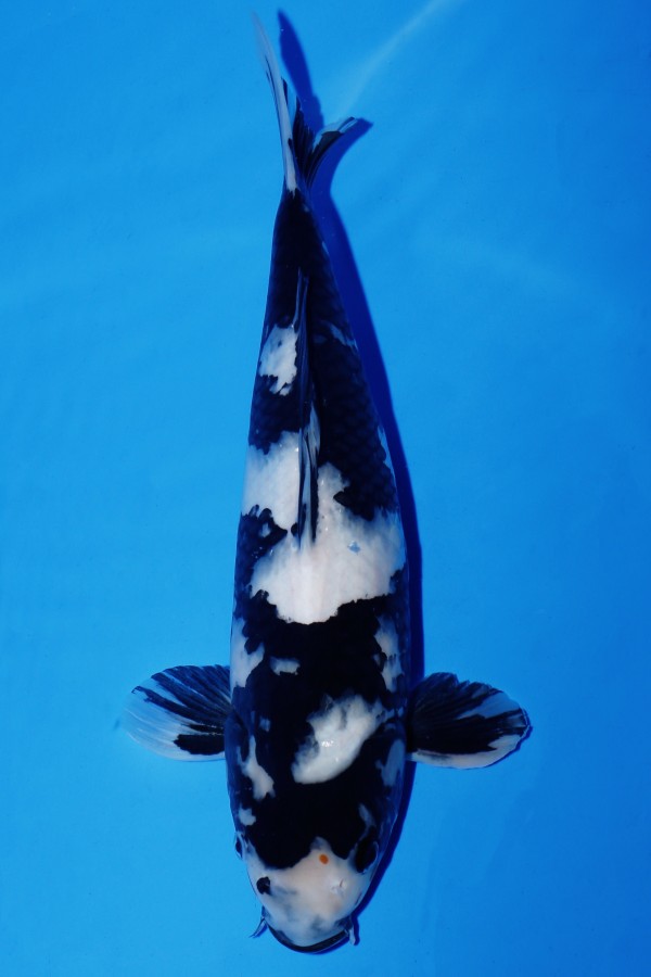 Koi-Auktion: Koi SHIRO-UTSURI WEIBLICH