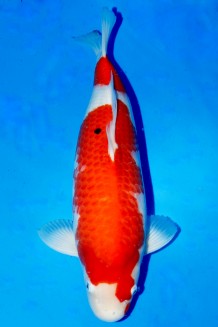 SHORT BODY KOHAKU +46CM Koi kaufen im Koishop