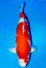 SHORT BODY KOHAKU +46CM