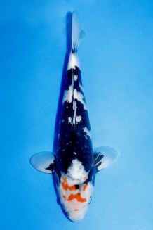 SHOWA Koi kaufen im Koishop