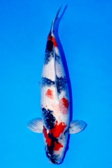 SHOWA WEIBLICH +58CM Koi kaufen im Koishop