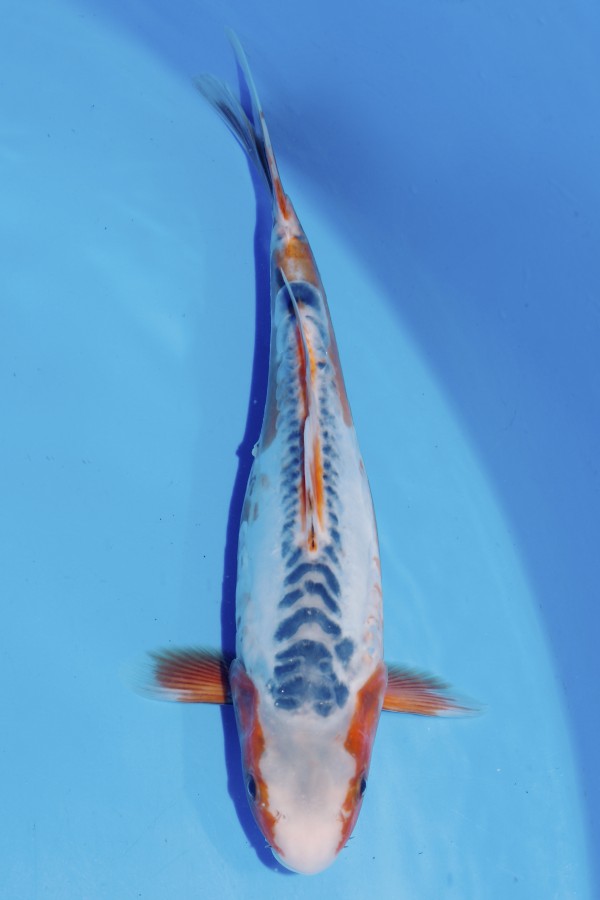 KoiAuktion Koi Shusui