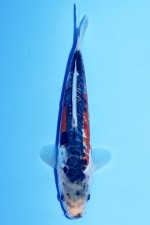 SHUSUI J.TOSAI