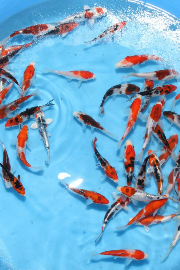 Koi SK1 -Tosai Mix Box Nr.4