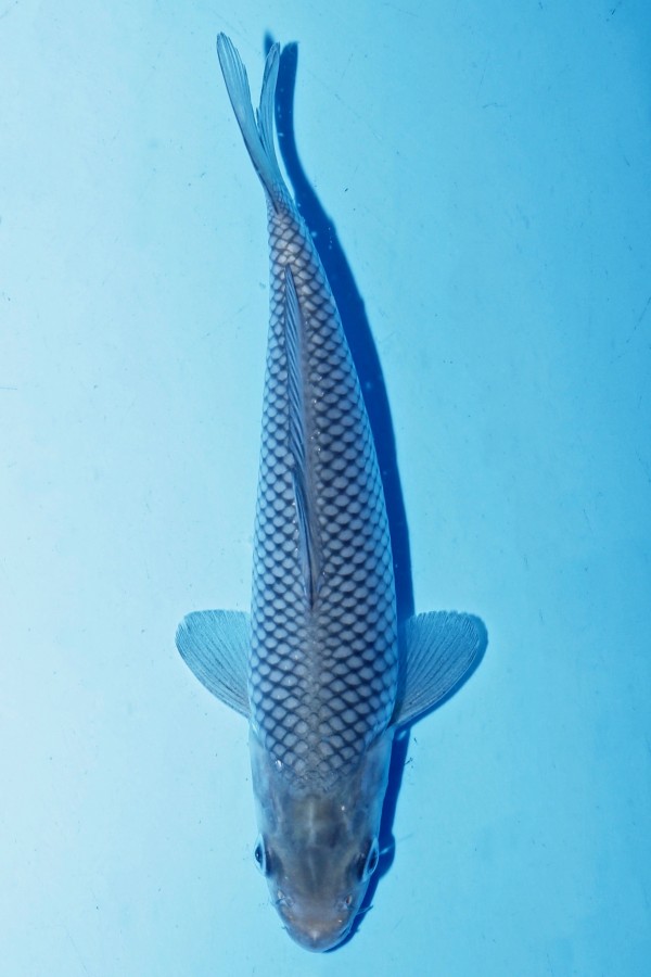 Koi-Auktion: Koi SORAGOI JUMBO TOSAI