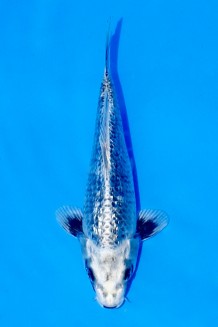 TAGEGOI GINRIN GINGA Koi kaufen im Koishop
