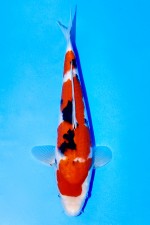 TAGTEGOI JUMBO TOSAI SANKE