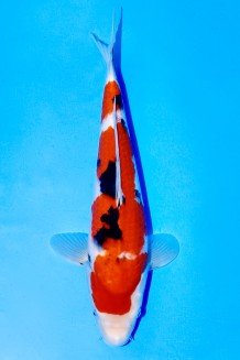 TAGTEGOI JUMBO TOSAI SANKE Koi kaufen im Koishop