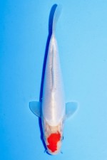 TANCHO D. KOHAKU/SANKE TOSAI