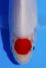 TANCHO KOHAKU JUMBO TOSAI