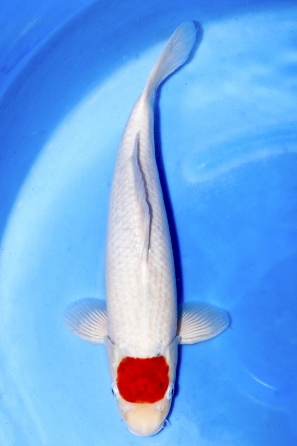 KoiAuktion Koi TANCHO KOROMO