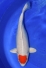Tancho Sakura Ogon
