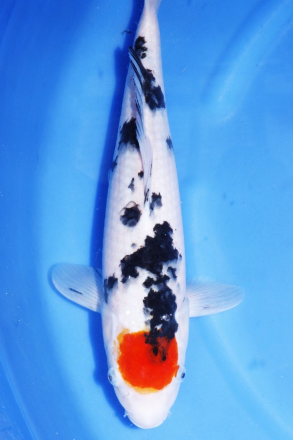 Koi-Auktion: Koi TANCHO SANKE