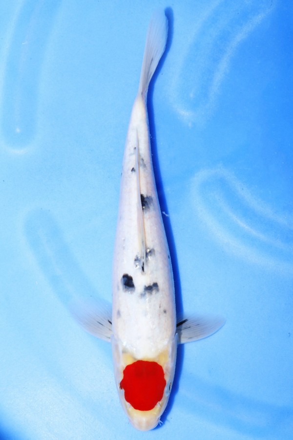 Koi-Auktion: Koi TANCHO SANKE