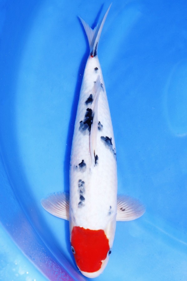 Koi-Auktion: Koi TANCHO SANKE