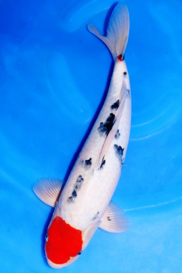 Koi-Auktion: Koi TANCHO SANKE