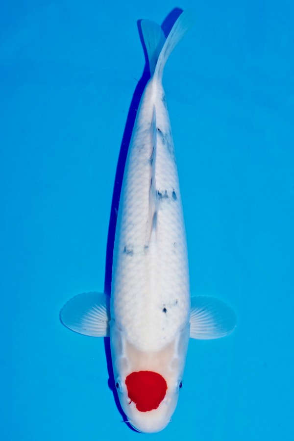 Koi TANCHO SANKE +46CM WEIBLICH