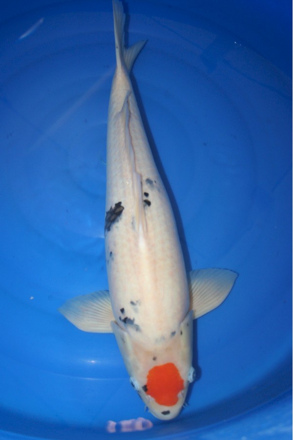 Koi-Auktion: Koi Tancho Sanke 62cm