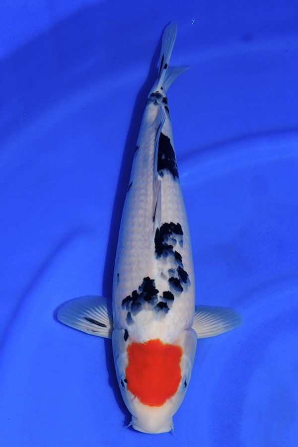 Koi Tancho Sanke