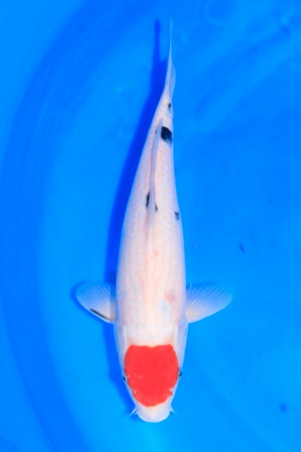 Koi Tancho-Sanke