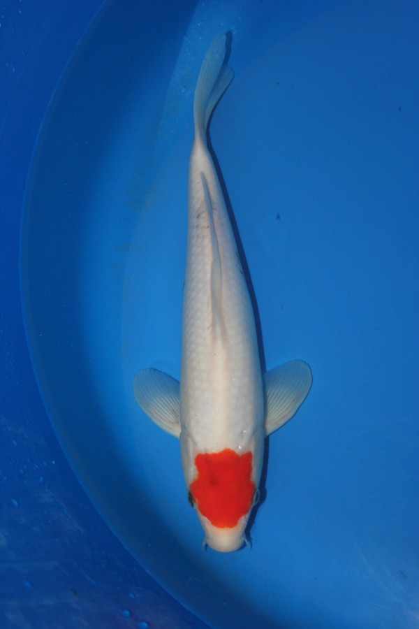 Koi Tancho-Sanke