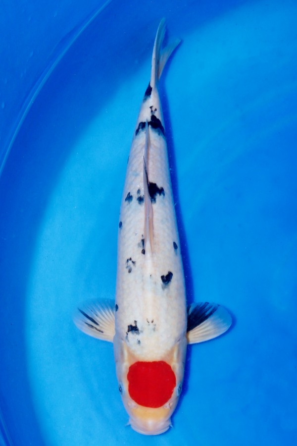 Koi-Auktion: Koi TANCHO SANKE TOP