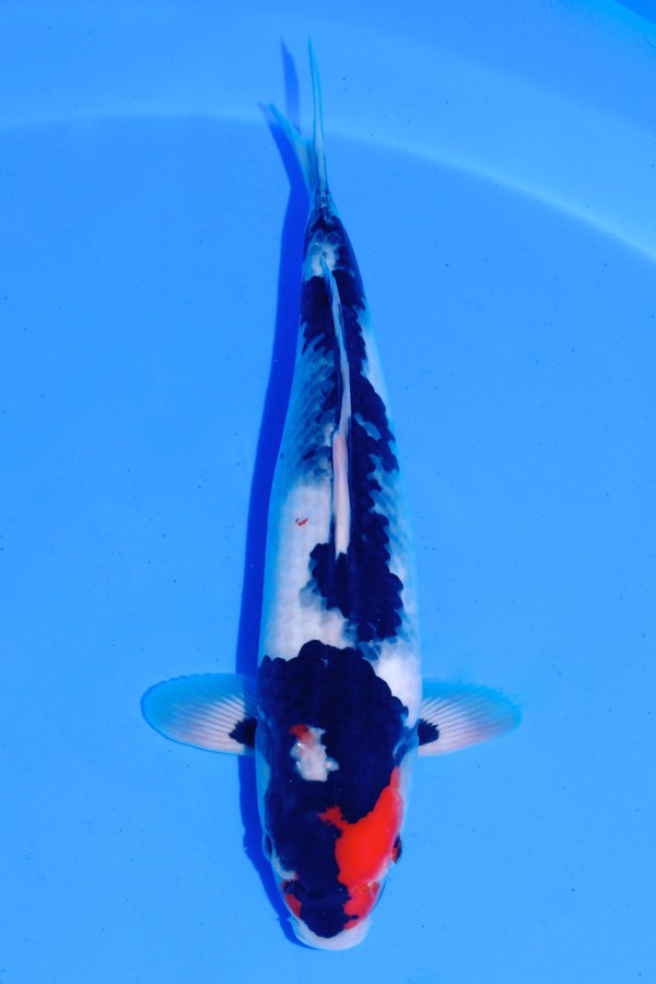 Koi-Auktion: Koi Tancho Showa