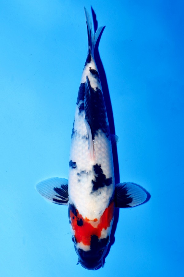 Koi-Auktion: Koi TANCHO SHOWA +26CM