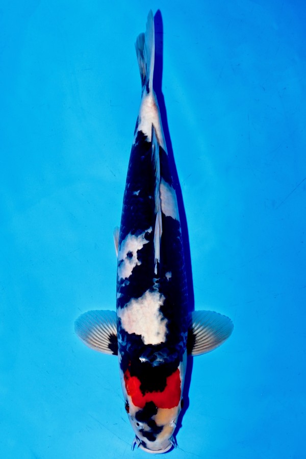 Koi-Auktion: Koi TANCHO SHOWA +44CM