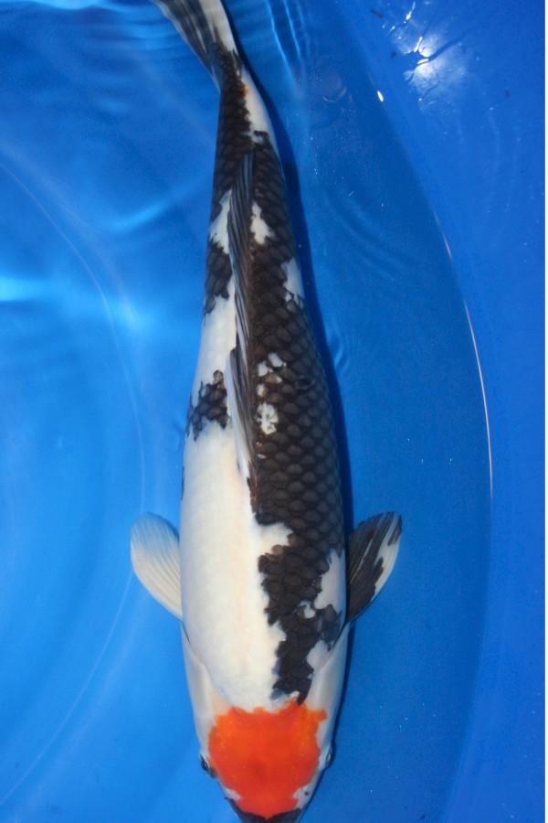 Koi-Auktion: Koi Tancho Showa 55cm