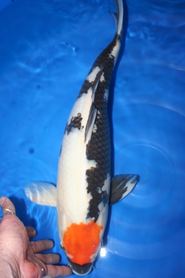 Koi-Auktion: Koi Tancho Showa 55cm