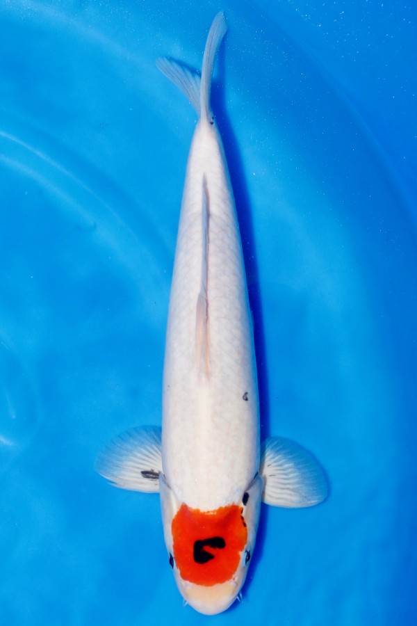 Koi-Auktion: Koi TANCHO SHOWA