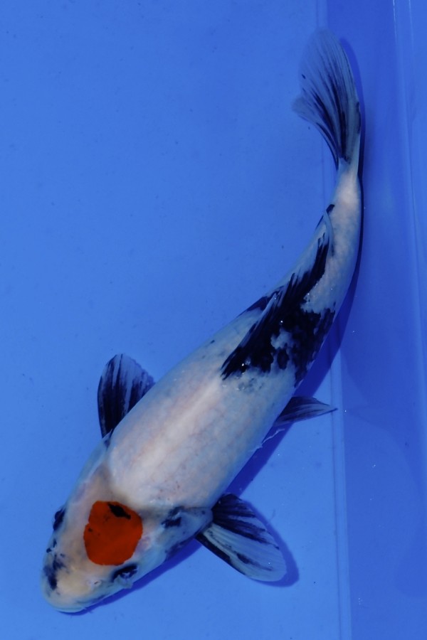 Koi-Auktion: Koi Tancho Showa