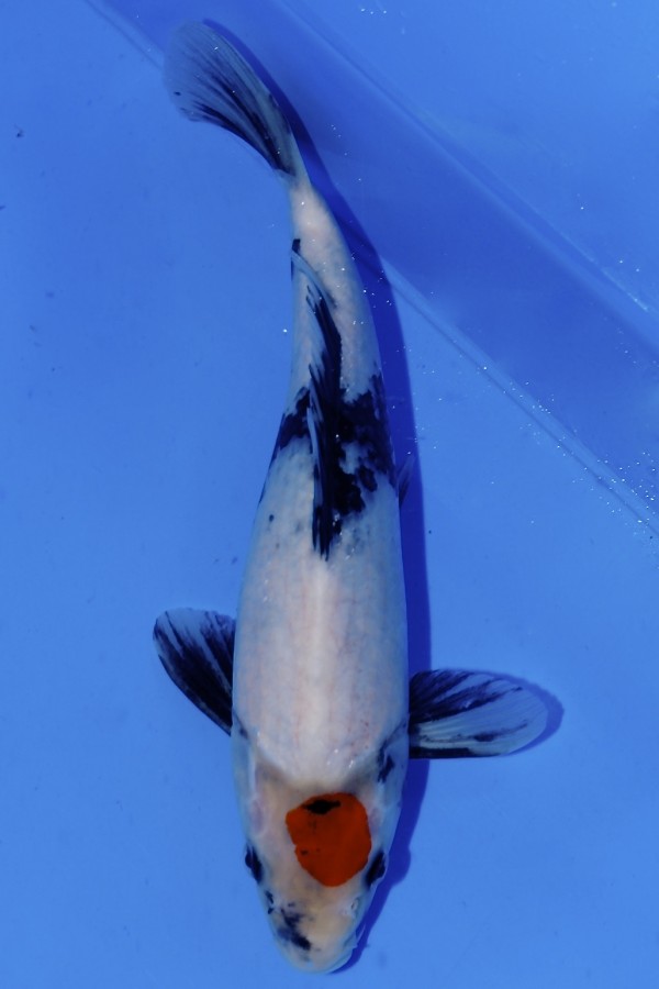 Koi-Auktion: Koi Tancho Showa