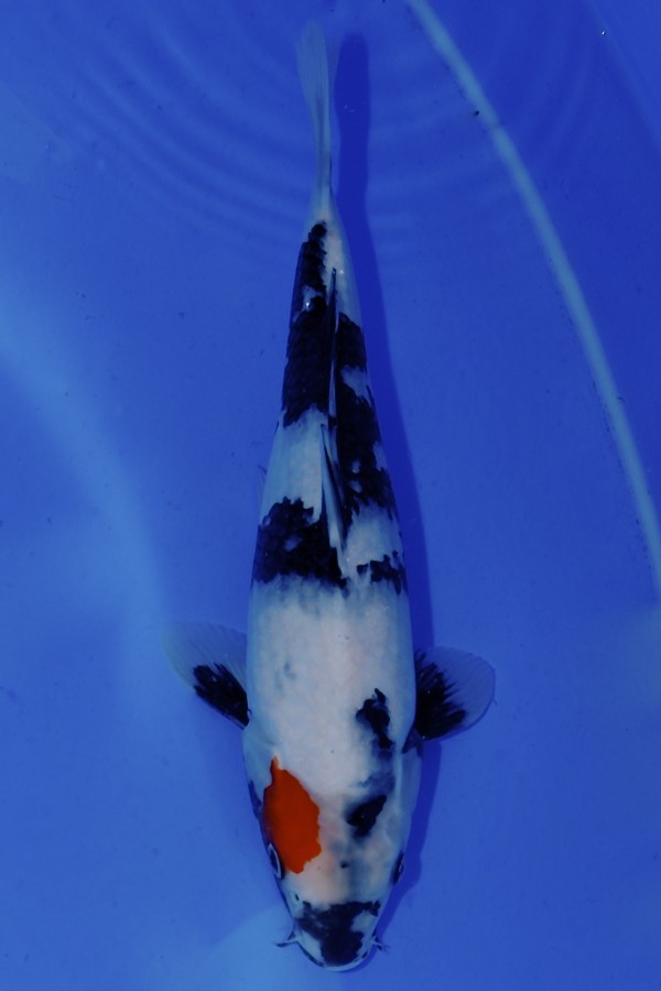 Koi-Auktion: Koi Tancho Showa