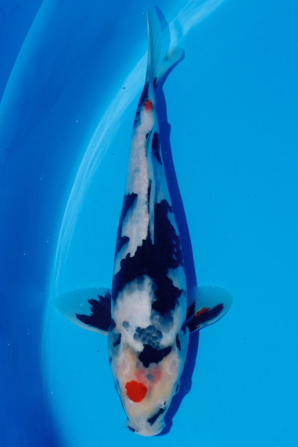 Koi-Auktion: Koi Tancho Showa