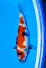TATEGO JUMBO TOSAI SHOWA W. WEIBLICH +39