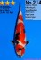 TATEGO JUMBO TOSAI SHOWA W. WEIBLICH +39
